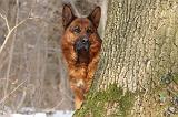 BERGER ALLEMAND 513